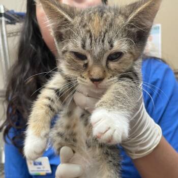 Jessica Rabbit -  Domestic Short Hair Cat for Adoption in Goleta, California - Jessica Rabbit | PetCurious