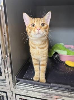 Hobbs -  Domestic Short Hair Cat for Adoption in West Mifflin, Pennsylvania - Hobbs | PetCurious