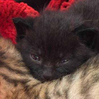 Carters -  American Shorthair Cat for Adoption in Newberg, Oregon - Carters | PetCurious