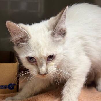 Leyva -  Domestic Medium Hair Cat for Adoption in Yuma, Arizona - Leyva | PetCurious