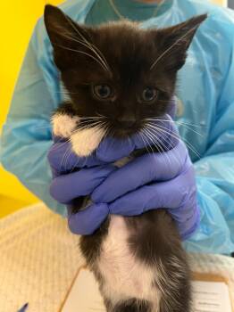Ori -  Domestic Short Hair Cat for Adoption in Raleigh, North Carolina - Ori | PetCurious