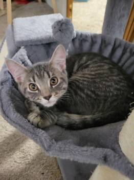 Domestic Short Hair Cats Available for Adoption - Starlord | PetCurious