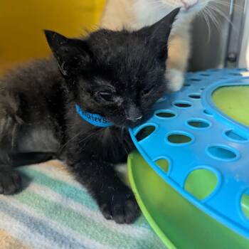 Water Slide -  Domestic Medium Hair Cat for Adoption in Manhattan, Kansas - Water Slide | PetCurious