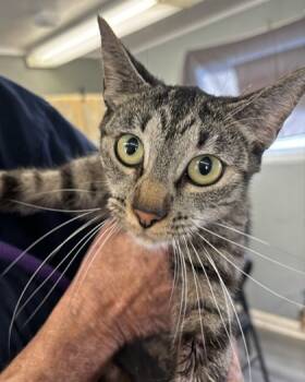 Rescue Domestic Short Hair Cats for Adoption in West Memphis, Arkansas - Pumpkin | PetCurious