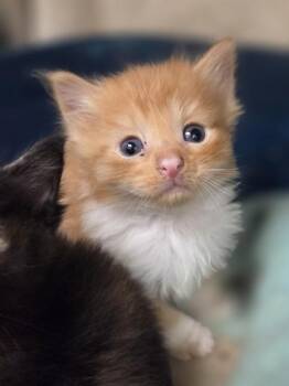 Light -  Domestic Medium Hair and Domestic Short Hair Cat for Adoption in Westland, Michigan - Light | PetCurious