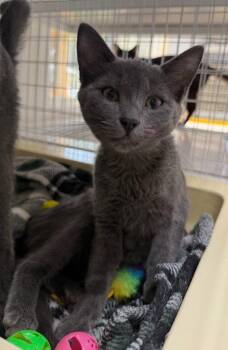 26-33 Flora -  Domestic Short Hair Cat for Adoption in St. Helens, Oregon - 26-33 Flora | PetCurious