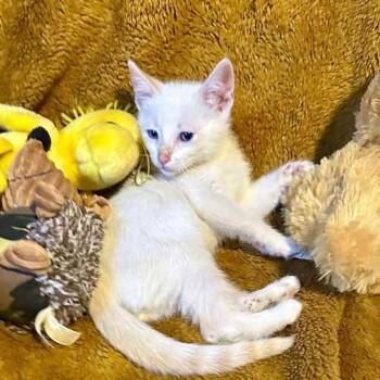 Dior -  Siamese and Domestic Short Hair Cat for Adoption in San Diego, California - Dior | PetCurious