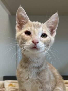Everest -  Domestic Short Hair Cat for Adoption in Orland Hills, Illinois - Everest | PetCurious