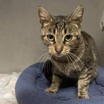 Debra Squeaks -  Domestic Short Hair Cat for Adoption in Dayton, Ohio - Debra Squeaks | PetCurious