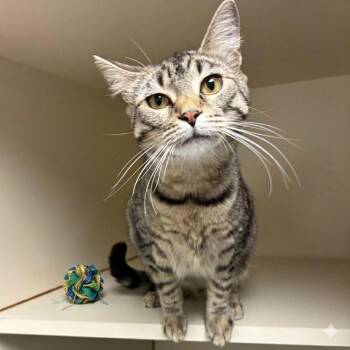 Domestic Short Hair Cats Available for Adoption in South Elgin, Illinois - Orange | PetCurious
