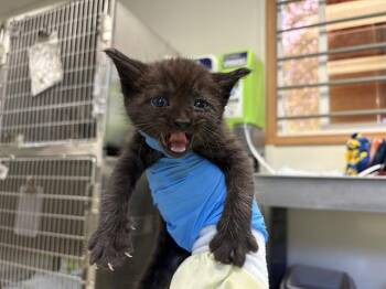 APPA -  Domestic Short Hair Cat for Adoption in Kent, Washington - APPA | PetCurious