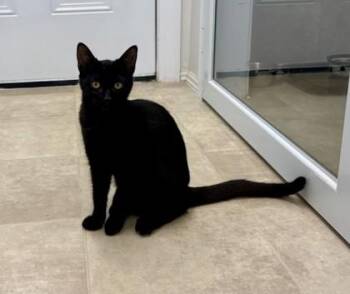 QT -  Domestic Short Hair Cat for Adoption in Atlanta, Georgia - QT | PetCurious