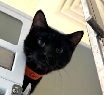 Chopper -  Domestic Short Hair Cat for Adoption in Golden, Colorado - Chopper | PetCurious