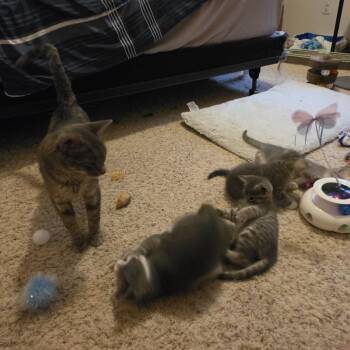 Haze C12687 -  Domestic Short Hair Cat for Adoption - Haze C12687 | PetCurious