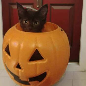 Rescue American Shorthair Cats for Adoption in Mount Vernon, Arkansas - Magic | PetCurious