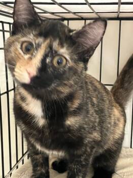 Rescue Domestic Short Hair Cats for Adoption in Lunenburg, Massachusetts - Martha | PetCurious