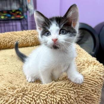 Domestic Short Hair Cats Available for Adoption in Boerne, Texas - Yellow Submarine | PetCurious