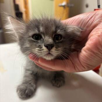 Couch Crumb -  Domestic Long Hair Cat for Adoption in Ottawa, Kansas - Couch Crumb | PetCurious