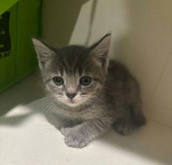 Neville Longbottom -  Domestic Short Hair Cat for Adoption in Janesville, Wisconsin - Neville Longbottom | PetCurious