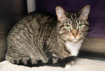 Domestic Short Hair Cats Available for Adoption - Daisy | PetCurious