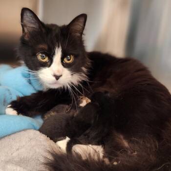 Domestic Medium Hair Cats Available for Adoption in Reno, Nevada - Constance | PetCurious