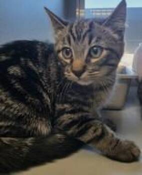 Rescue Domestic Short Hair Cats for Adoption in Edgewood, New Mexico - Pebble | PetCurious