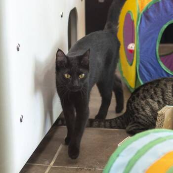 Domestic Short Hair Cats Available for Adoption in Des Moines, Iowa - Bonnibel -- Bonded Buddy With Diletta | PetCurious