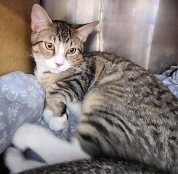 Tilly - PSP -  Domestic Short Hair Cat for Adoption in Oakland Park, Florida - Tilly - PSP | PetCurious