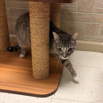 Chaos -  Domestic Short Hair Cat for Adoption in Davenport, Iowa - Chaos | PetCurious
