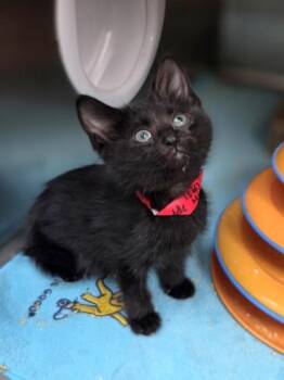 Skedaddle -  Domestic Short Hair Cat for Adoption in Westland, Michigan - Skedaddle | PetCurious
