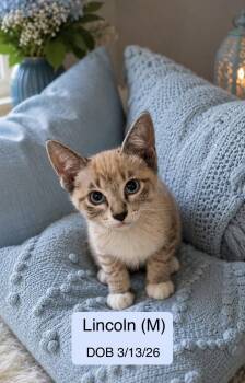 Lincoln -  Siamese and Snowshoe Cat for Adoption in Vacaville, California - Lincoln | PetCurious