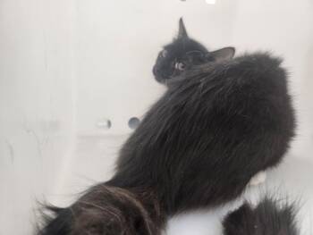 COLLETTE -  Domestic Short Hair Cat for Adoption in Santa Fe, New Mexico - COLLETTE | PetCurious