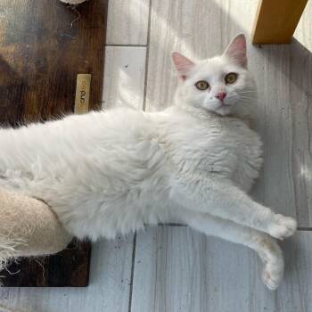 Polar Bear Miller -  Domestic Short Hair Cat for Adoption in Woodstock, Virginia - Polar Bear Miller | PetCurious