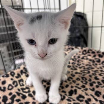 Ice 26-06-138 -  Domestic Short Hair Cat for Adoption in Bastrop, Texas - Ice 26-06-138 | PetCurious