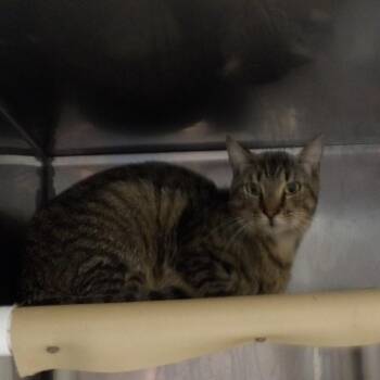 Percy -  Domestic Short Hair Cat for Adoption in New York, New York - Percy | PetCurious
