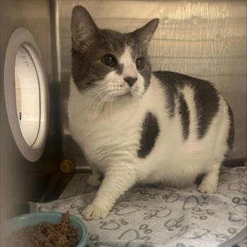 Beau -  Domestic Medium Hair Cat for Adoption in Winston-salem, North Carolina - Beau | PetCurious