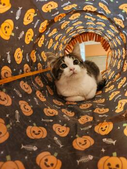 Pebbles -  Domestic Medium Hair Cat for Adoption in Reynoldsburg, Ohio - Pebbles | PetCurious
