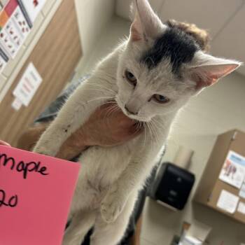Ontario -  Domestic Short Hair Cat for Adoption in Bristol, Indiana - Ontario | PetCurious