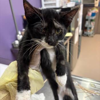 Omarion -  Domestic Short Hair Cat for Adoption in Newark, New Jersey - Omarion | PetCurious