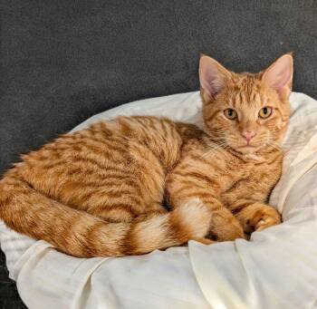 WILKINS -  Domestic Short Hair Cat for Adoption in Delhi, Ontario - WILKINS | PetCurious