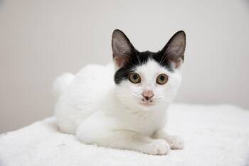Rescue Domestic Short Hair Cats for Adoption in Montclair, New Jersey - Eva | PetCurious