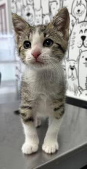 Domestic Short Hair Cats Available for Adoption in North Charleston, South Carolina - 06604B Loralei | PetCurious