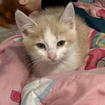 Chirp 22766 -  Domestic Short Hair Cat for Adoption in Minneapolis, Minnesota - Chirp 22766 | PetCurious