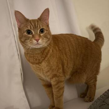 Azrael (Bonded with Apollo) -  Domestic Short Hair Cat for Adoption in Wilmington, Delaware - Azrael (Bonded With Apollo) | PetCurious