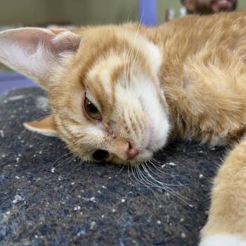 Tommy Boy -  Domestic Short Hair Cat for Adoption in Midland, Texas - Tommy Boy | PetCurious
