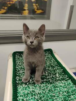 Domestic Short Hair Cats Available for Adoption in Kalamazoo, Michigan - Madeline Gray | PetCurious