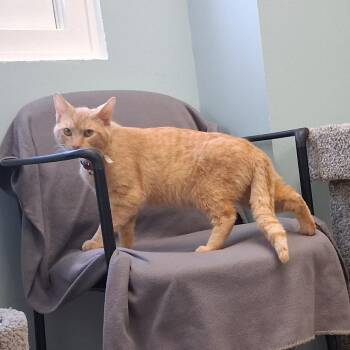 Domestic Short Hair Cats Available for Adoption in Middlebury, Vermont - Popcorn | PetCurious
