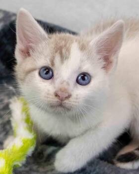 Sporty -  Domestic Short Hair and Calico Cat for Adoption in Kennesaw, Georgia - Sporty | PetCurious