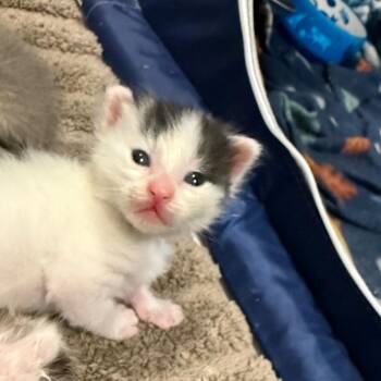 Domestic Short Hair Cats Available for Adoption in Silver Spring, Maryland - The Gambler (Available 4/26) | PetCurious