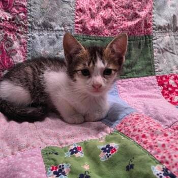 Izzie -  Domestic Short Hair Cat for Adoption in Austin, Texas - Izzie | PetCurious